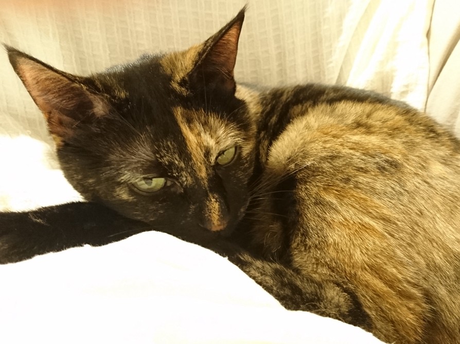 我が家の愛するこたつ　猫のやらかした「事件」で早いお別れ