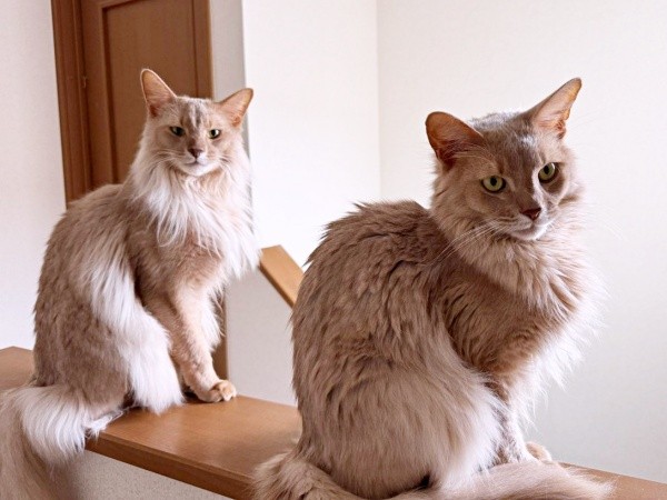 ソマリの兄弟。まん丸猫背が特徴の（右）颯くん、シュッとした（左）凪くん（画像提供：凪颯さん）