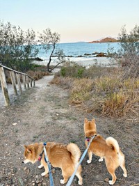 散歩中、砂浜へ向かう（左から）トラちゃん、梅ちゃん（画像提供：トラゴマさん）