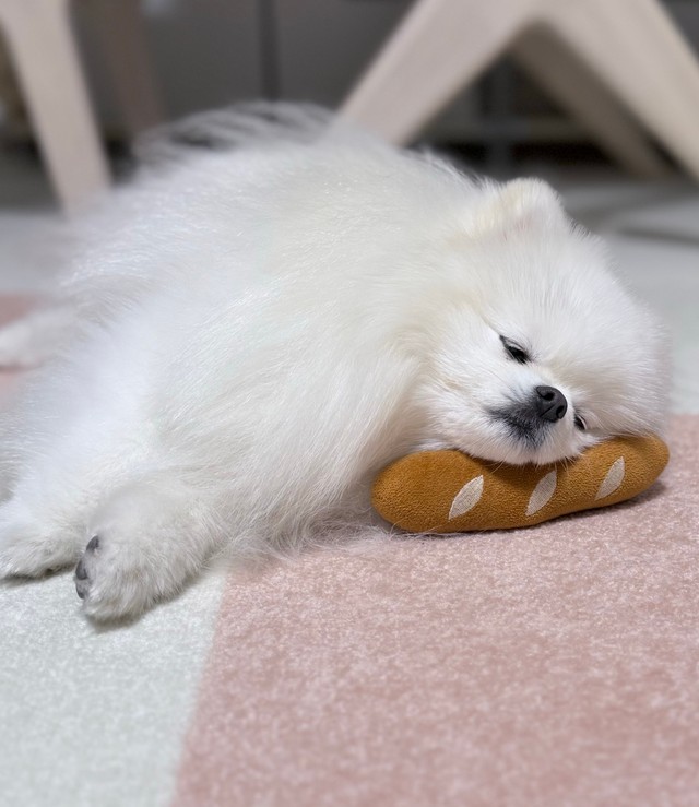 「パン」を枕にスヤァ…（画像提供：ポメラニアンのおもちさん）