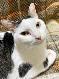 飼い主さんの膝上にのって甘えるしょうたくん（画像提供：きよダブシャインさん）
