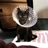 手術を終えたヨルイチくん。目に力が宿りました