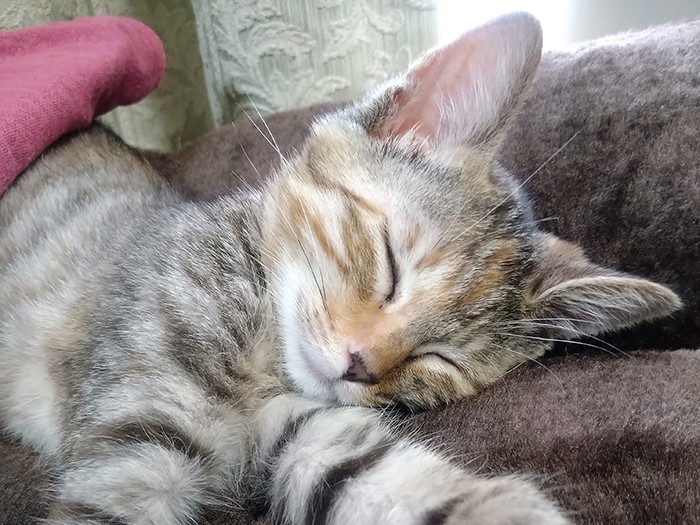 一家の愛を一身に浴びていた（友香さん提供）