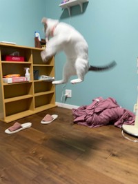 思わず二度見！ 驚くほど高く飛び上がった百ちゃん（画像提供：*ig*さん）