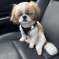 ドッグランでお疲れモードのはんぺんくん／飼い主さん提供