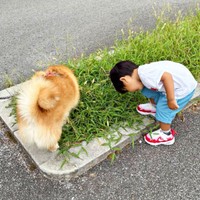 散歩中、仲良くクン活するコンソメくんと、息子さん（画像提供：ポメ柴コンソメ 4歳さん）