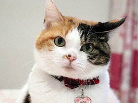 三毛猫「いろは」、つらい過去あったけど楽しい毎日すごそうね