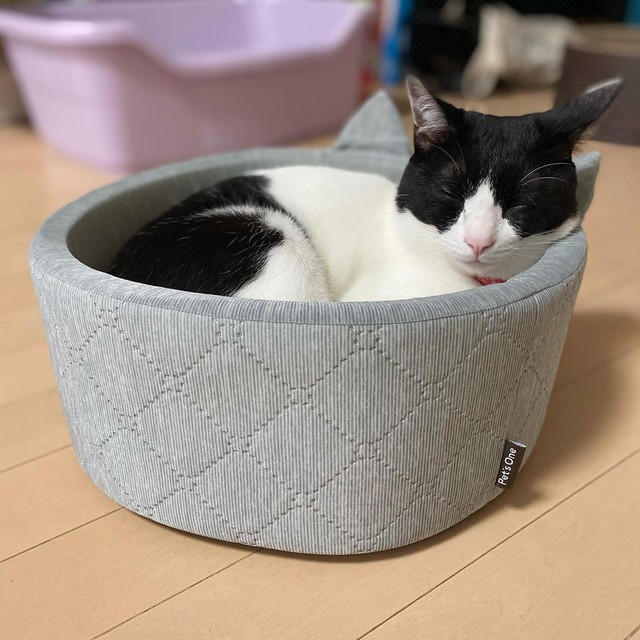 末っ子がお小遣いを貯めて買ってくれたベッド