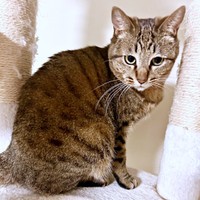 キャットタワーに登る楓ちゃん（画像提供：ねここさん）