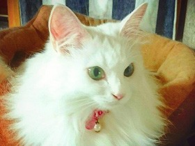 しっぽがふわふわ綿菓子みたい　保健所出身の白猫「尊」