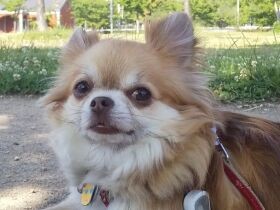 繁殖引退で保護されたチワワ「チャコ」　人も犬も大好きでみんなに可愛がられる存在に