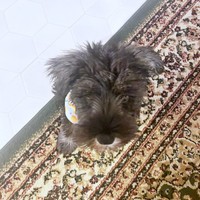 飼い主さんを見上げるセブンくん（画像提供：セブン@シュナウザーさん）