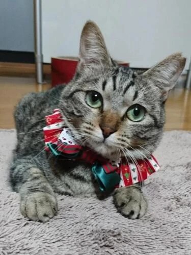 家にきたころの「ゆず」

