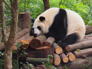 中国パンダ界のトップアイドル「ホワホワ」　聖地・四川省で記者が見た熱狂と「萌経済」