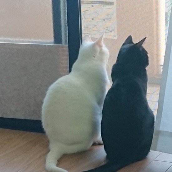 窓辺のモノトーン（みゆきさん提供）