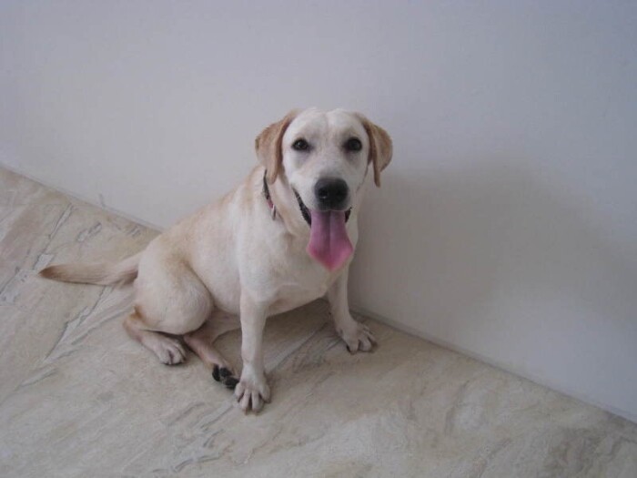 家にきたころの「あずき」
