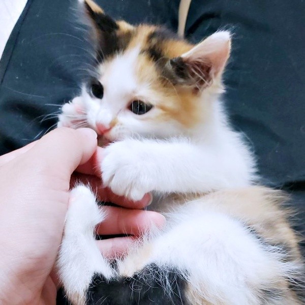 手にじゃれるみこちゃん（画像提供：方原 刺繍屋かたはらさん）