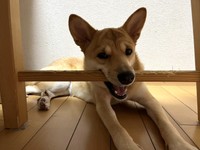 未熟児から立派に成長したふぅちゃん