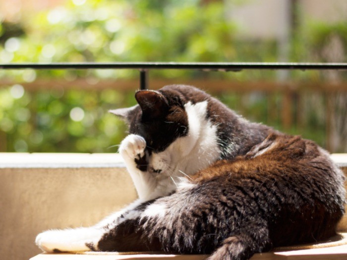 「天気いいんだからおれなんか撮ってないで洗濯したら」（小林写函撮影）