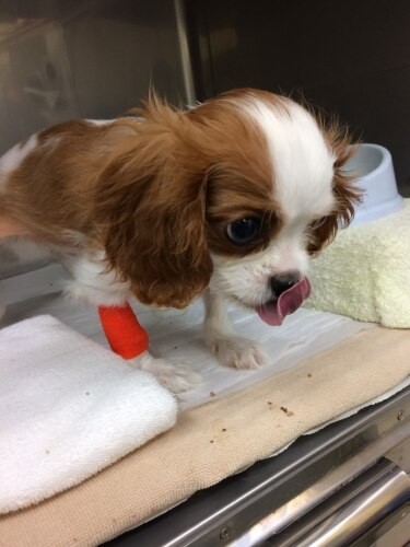 家にきたころの「マルコ」