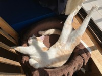 ぴょん吉くんお気に入りの毛布を気に入ってくれたソングくん。同じ場所なのに、寝相がだいぶ違うね