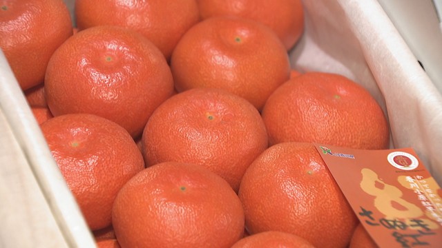 香川県オリジナル品種のミカン「小原紅早生」の初競り　赤い皮と濃厚な甘さが特徴　高松市