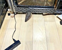 脱走中、トカゲが棚したから顔をのぞかせているところを発見（画像提供：トギさん）