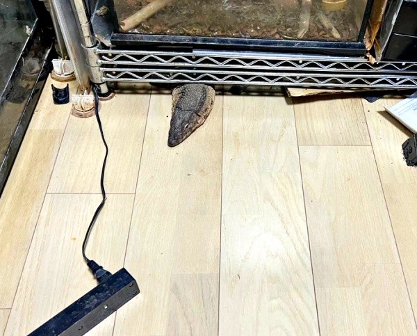 脱走中、トカゲが棚したから顔をのぞかせているところを発見（画像提供：トギさん）