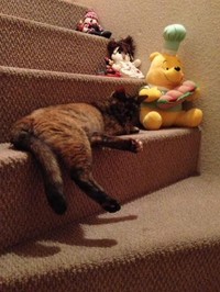 階段に敷かれたカーペットからも飼い主さんの猫愛が感じられる