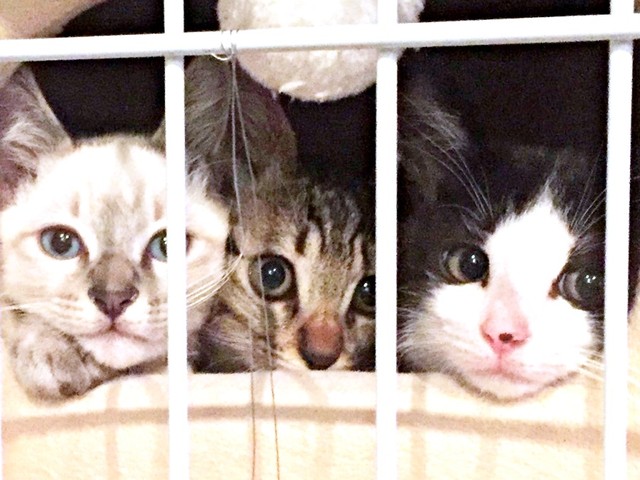 仲良し3兄妹（左から）シロくん、トラちゃん、クロちゃん（画像提供：またまた一匹増えて五猫（ｺﾞﾆｬﾝ）のぱぱになりました。さん）