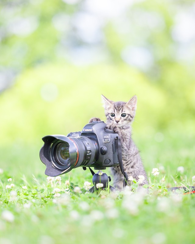 こちらは小さなカメラにゃん（提供：Ryostory1124 銀座富士ギャラリー写真展 7/24までさん）