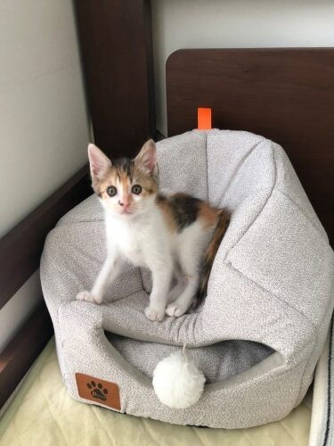 家にきたころの「なずな」