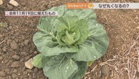 2025年11月19日に植えたキャベツ