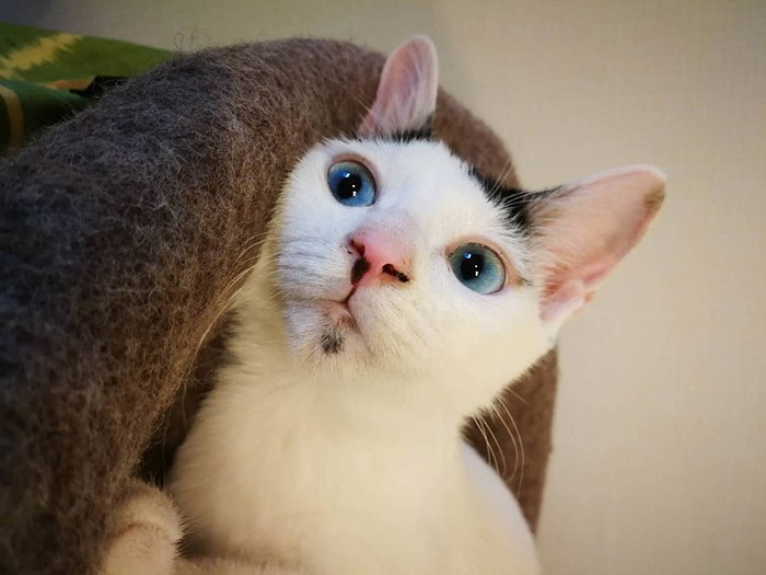 ゴビの名前の由来は、カリフラワーを意味する「プルゴビ」から（しのぶさん提供）