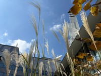 3連休、秋晴れ続く　最高気温平年より高く　岡山・香川の紅葉スポットも見頃に