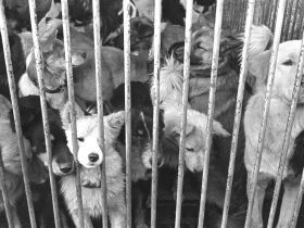 放し飼いが招いた犬たちの受難の時代　無責任な飼い主は今も、意識向上へ国民的議論を