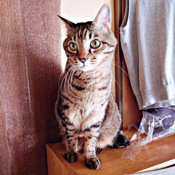 11歳を迎え、凛々しさが増した正宗くん（画像提供：よしゅあさん）