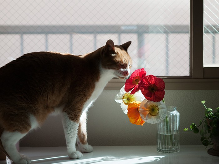 「愛想がいいのも、きれいに咲くのも、人のためじゃないんだよね」（小林写函撮影）