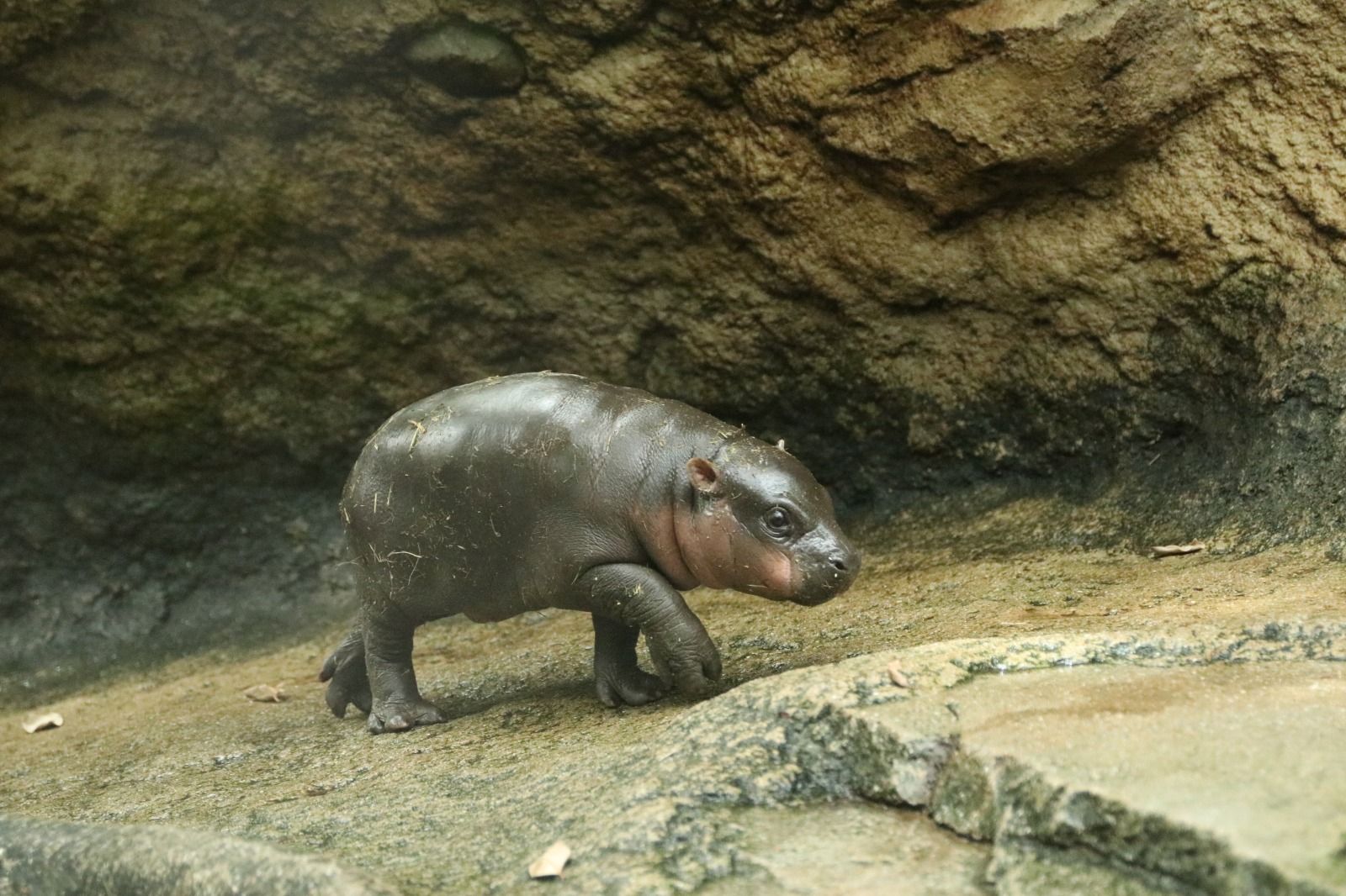 モッチリつやつや！かわいすぎる珍獣「コビトカバ」の赤ちゃん 神戸