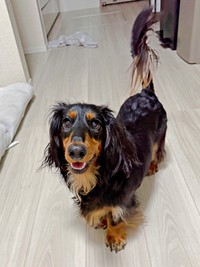 にっこり笑顔がキュートなチャコくん（画像提供：チャコの飼い主さん）