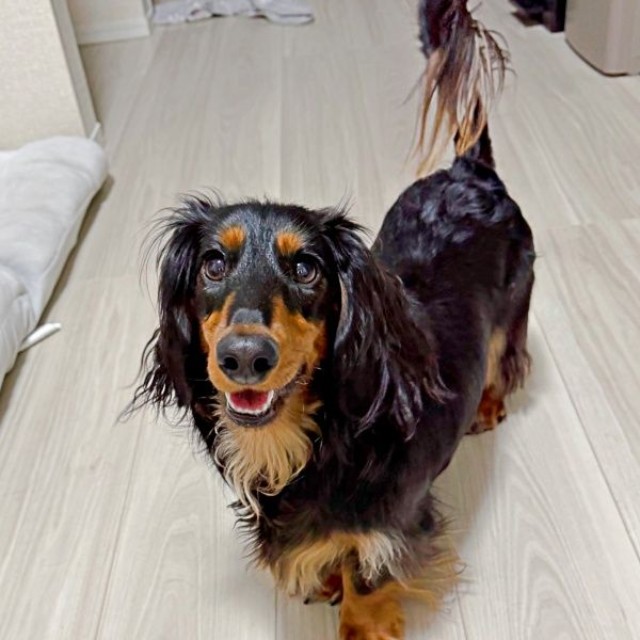 にっこり笑顔がキュートなチャコくん（画像提供：チャコの飼い主さん）