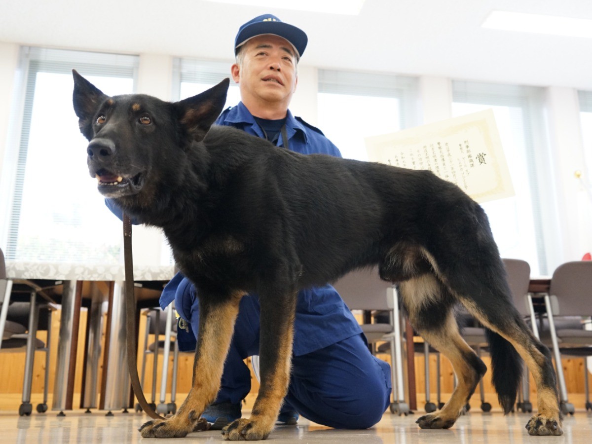 警察犬ヤール号 ４度目の表彰 行方不明者の発見に貢献 Sippo シッポ