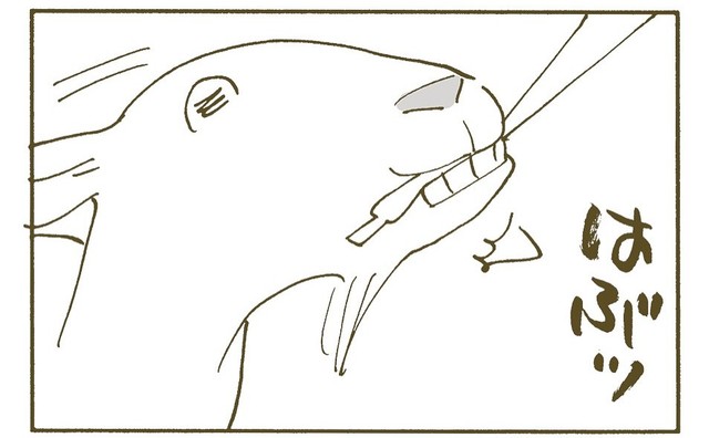 ボクちゃんに不意にフード紐をかじられてしまう（くるねこ大和さん提供）