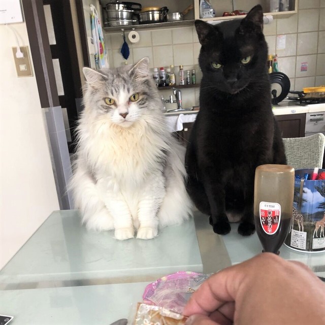 美味しそうな物をTさんが食べていても、2匹一緒にじっと我慢