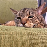 今日も幸せだったにゃ