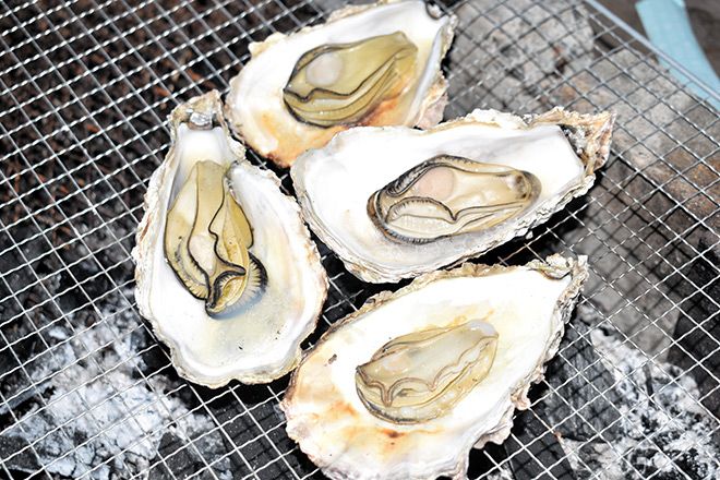 Death rates soar among farmed oysters around Seto Inland Sea