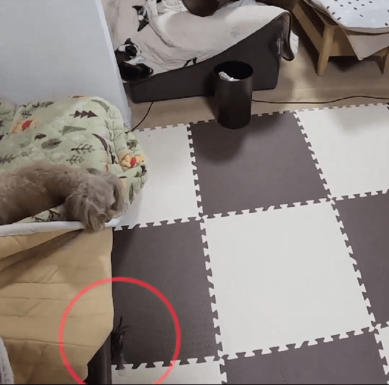 一匹目発見！ワンちゃんは見守っていたそう