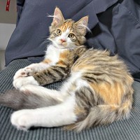 愛情を受けてすくすく成長していったニコちゃん（画像提供：保護ねこ ニコちゃん）