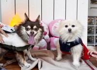 他の犬が大嫌いな先住犬とアンジュ