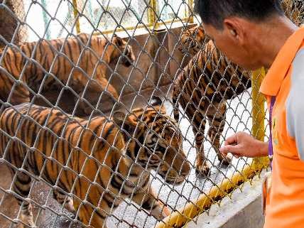「トラ牧場」２４０カ所！　繁殖させて解体、漢方薬や精力剤に
